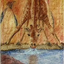 Endangered-It's Too Hot, 30"x22",Prismacolor, Caran d'Ache Aquarelle